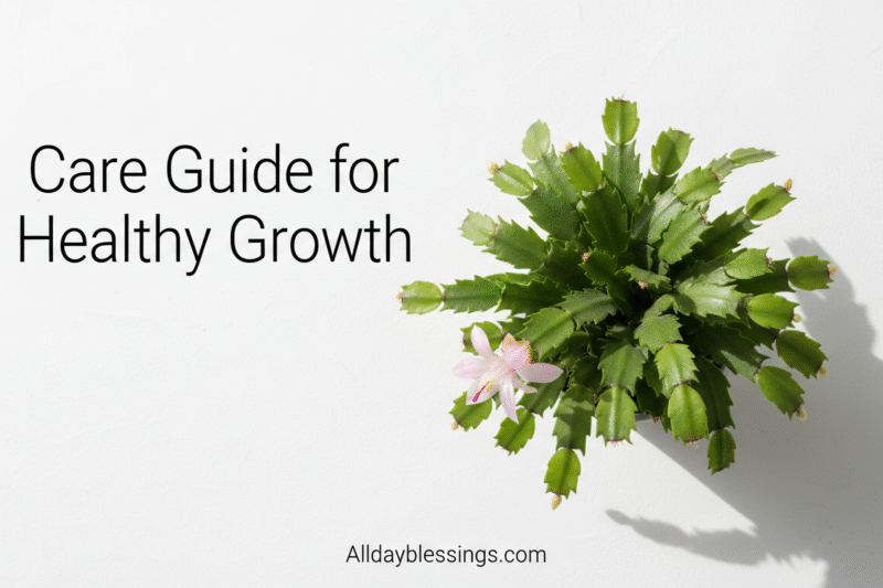 Christmas Cactus Care Guide 2025-2026 for Healthy Growth and Blooms